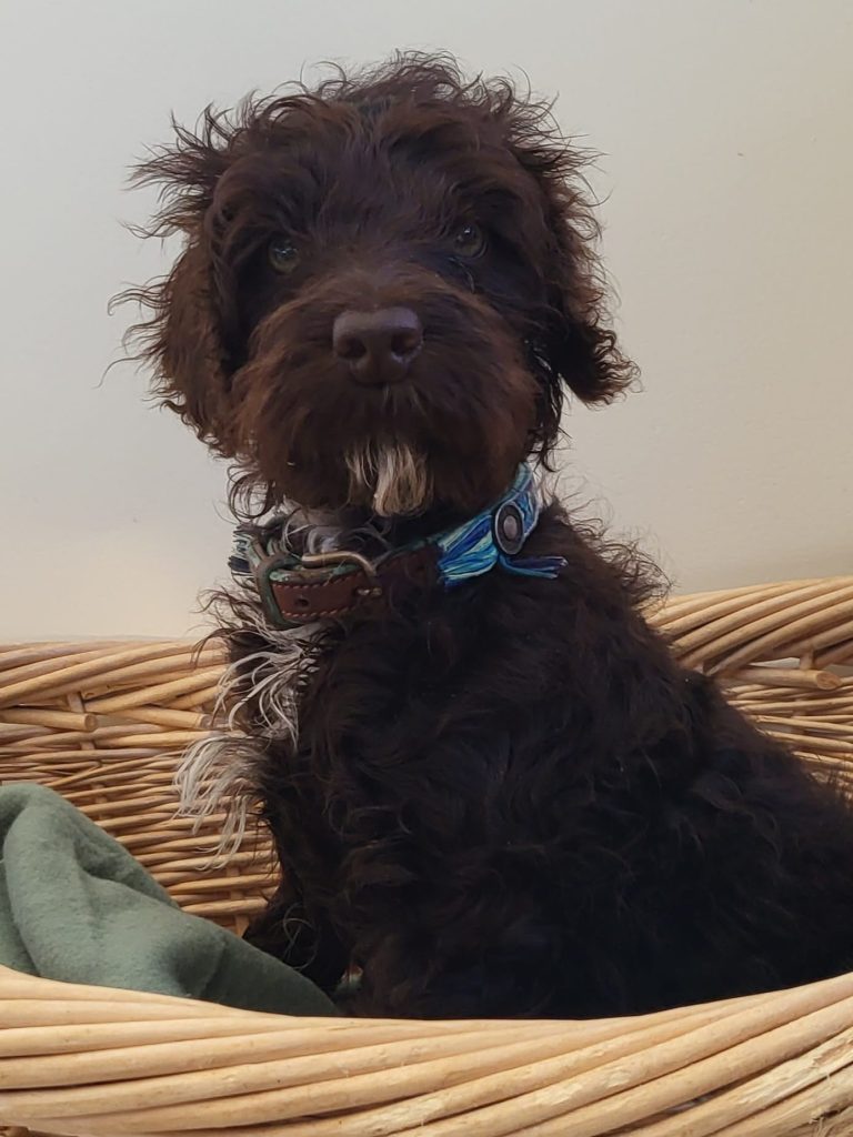 Donkere harige hond in een mand.