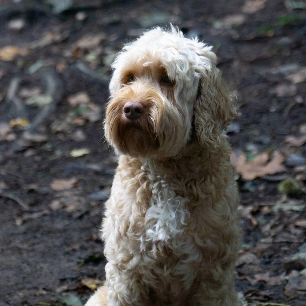 Krullende hond in het bos