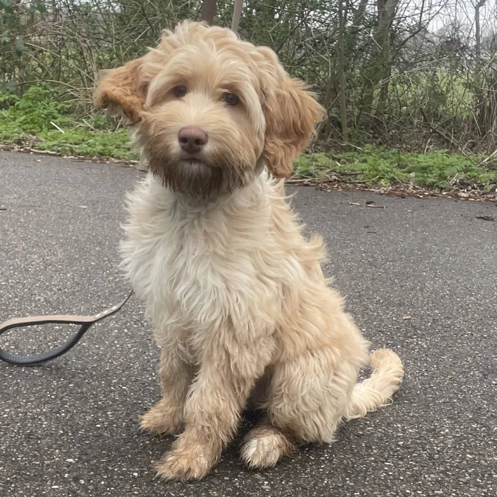 Schattige labradoodle zit op stoep buiten.