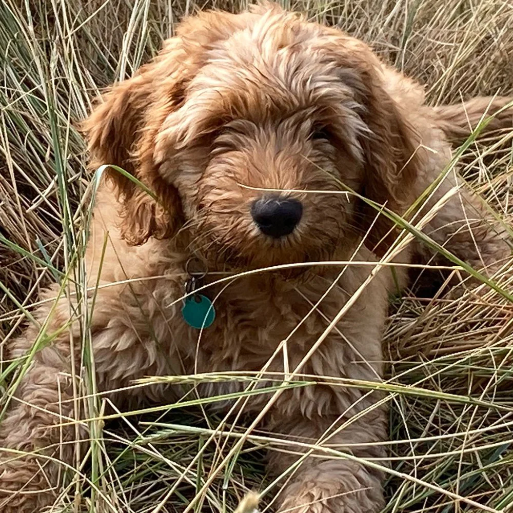 Labradoodle puppy in hoog gras, liggend en speels.