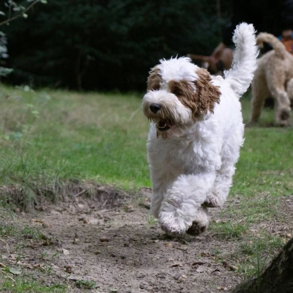 Blije hond rent in het bos