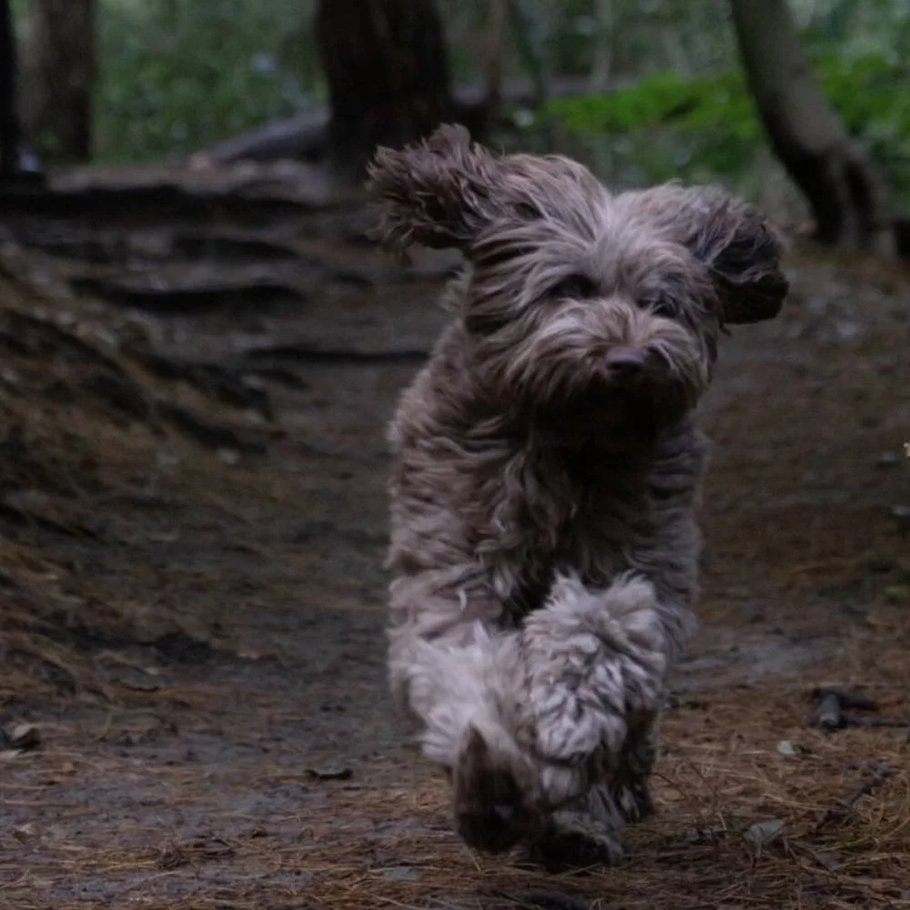 Hond rent door het bos op een pad